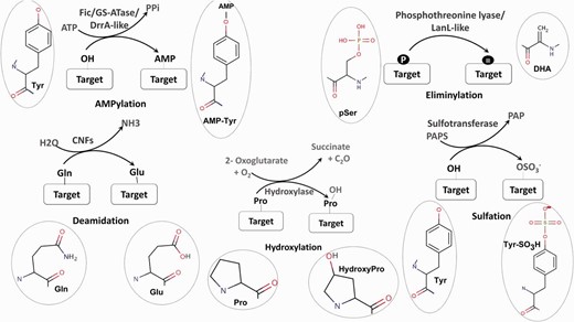 Schematic representation of five unusual PTMs of proteins. For each PTM chemical structures of the amino acid and modified amino acid have been depicted.