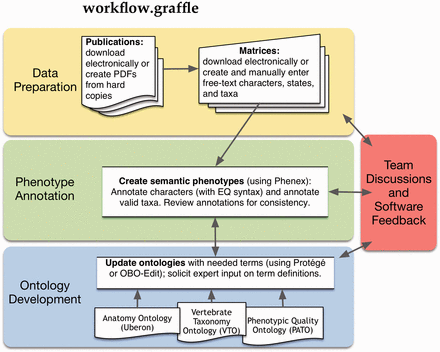 Workflow for the curation of phenotypic characters from systematic studies.