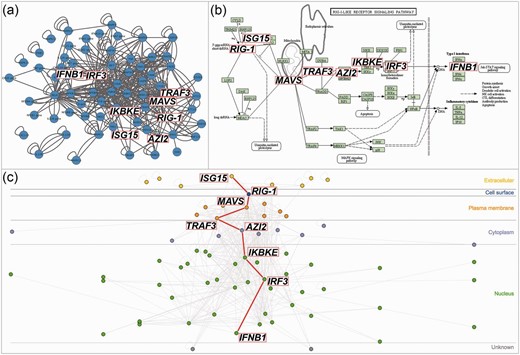  CerebralWeb visualization of the RIG-I pathway. Standard network layouts ( a ) fail to adequately convey the direction of signal flow of the RIG-I pathway as represented by the KEGG pathway layout ( b ). CerebralWeb ( c ) visualizes the molecular interaction network in a more biologically intuitive manner. 