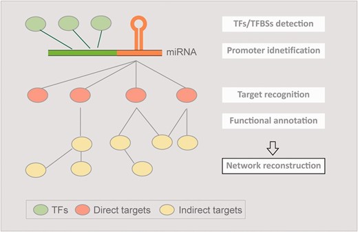  The concept of AtmiRNET. AtmiRNET summarizes the means of up-to-date miRNA research focusing on target recognition, functional enrichment of targets, promoter identification, detection of cis- and trans- elements to infer regulatory networks of Arabidopsis miRNAs, which are effective to augment the understanding of miRNA functions and transcriptional regulation. 