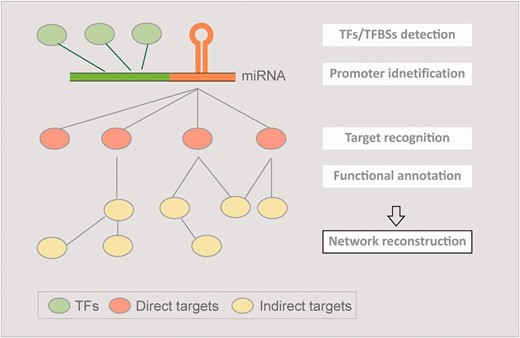 The concept of AtmiRNET. AtmiRNET summarizes the means of up-to-date miRNA research focusing on target recognition, functional enrichment of targets, promoter identification, detection of cis- and trans- elements to infer regulatory networks of Arabidopsis miRNAs, which are effective to augment the understanding of miRNA functions and transcriptional regulation.