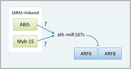 An inferred regulatory relation revolves around ath-miR167c. ABA-induced ABI5 and Myb-15 regulate miR167c, and miR167c targets ARF6 and ARF8.