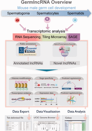 GermlncRNA overview. To study lncRNA biology in mouse germ cell development, we made use of high-throughput transcriptomic data on three germ cell stages from three platforms, namely RNA sequencing, tiling microarray and SAGE, and identified germ cell-specific novel lncRNAs. Annotations from five public databases, including Ensembl, RefSeq, UCSC Genes, Non-code and fRNAdb were combined to obtain a catalogue of annotated lncRNAs. Both annotated and novel lncRNAs were analysed for expression, association with regulatory features and functional implications. The search results in GermlncRNA can be exported as text file, visualized and further analysed in Galaxy.