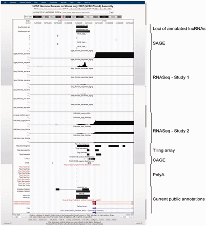  Example of two annotated lncRNAs with similar loci, GlncRNA0062198 and GlncRNA0062199, as viewed in UCSC Genome Browser. As shown, the two lncRNAs have annotated loci of 3′-terminals differ by 2 bp and those of 5′-terminal by 104 bp. The former is annotated by NONCODE and fRNAdb, while the latter is annotated by fRNAdb only. Both of the lncRNAs were supported by Spga-specific SAGE, RNASeq and tiling array evidence, indicating a strong expression specifically in Spga. They are also covered by probes in lncRNA microarray and showed a stronger expression in neonatal testis than in adult testis. Furthermore, the expression is also supported by signals in PolyA sequencing data. They are located in the promoter region of a bidirectional protein-coding gene prolyl endopeptidase (Prep), whose expression is also Spga-specific, suggesting possible regulation in cis . 