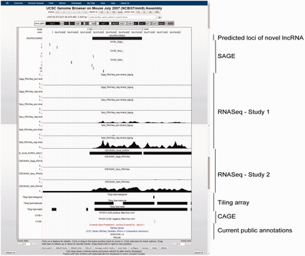Example of a novel lncRNA, GlncRNA20990d, as viewed in UCSC Genome Browser. This lncRNA is intergenic and previously unannotated by any of the five public genomic databases. It has a gradually increasing expression along spermatogenesis, with specifically highest expression in Sptd, as supported by both SAGE and RNASeq data. A nearby upstream CAGE signal suggested the location of its 5′-terminal.