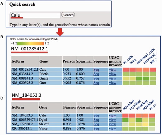  An example search for MIsoMine data portal from the ‘expression’ page and the returned results. ( A ) Querying the Calu (calumenin) gene. For illustration, ( B ) and ( C ) represent the normalized expression heat map of the top three correlated isoforms of NM_001285412.1 and NM_184053.3 of the Calu gene, respectively. In the heatmap in B and C, each column represents one sample and the tissue information is labeled on the top of each column. Original expression data of the top correlated isoforms can be retrieved from the webpage. 