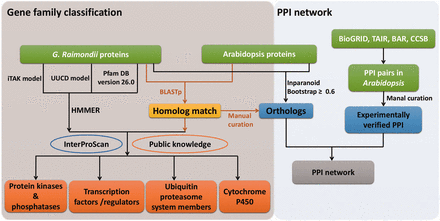  Workflow of gene family classifications and PPI network. HMM models from UUCD, iTAK and Pfam databases were used to search putative members of TFs/TRs, PKs/PPs, UPS and CYP450s. Homolog searches between G. raimondii and Arabidopsis , and InterProScan as well as public information were also applied to further curate the results. Experimentally assayed PPIs in Arabidopsis were retrieved from publicly available data bases, and a giant PPI network was generated by combining orthologs between G. raimondii and Arabidopsis identified by different methods. 