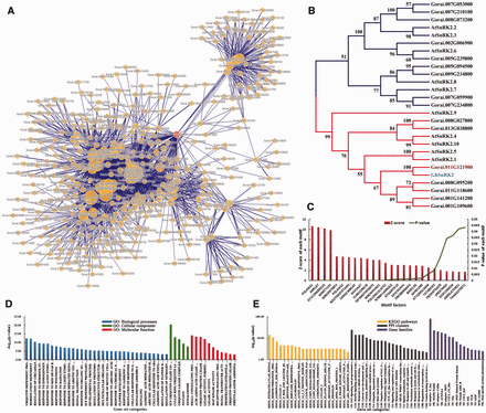 Functional analysis of protein-encoding genes related to Gorai.011G121900 . ( A ) A PPI network containing Gorai.011G121900 and its connected signaling key elements. ( B ) A neighbor-joining (NJ) tree of SnRK proteins was performed based on the kinase domains using CLUSTALW and MEGA4 with bootstrap 1000 replicates, only the clades with bootstrap value higher than 50 were shown. ( C ) Cis -element enrichment analysis of all interactors showed high significance of signal transduction and key transcription factors. ( D ) GSEA analysis showed that major functions focused on response to abiotic stresses and regulation of related biological processes. ( E ) Enrichment analysis of KEGG pathways, gene families and PPI clusters. 