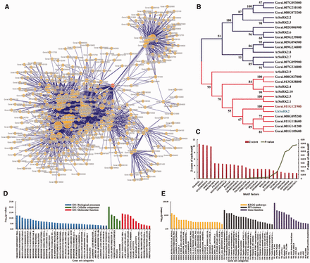 Functional analysis of protein-encoding genes related to Gorai.011G121900 . ( A ) A PPI network containing Gorai.011G121900 and its connected signaling key elements. ( B ) A neighbor-joining (NJ) tree of SnRK proteins was performed based on the kinase domains using CLUSTALW and MEGA4 with bootstrap 1000 replicates, only the clades with bootstrap value higher than 50 were shown. ( C ) Cis -element enrichment analysis of all interactors showed high significance of signal transduction and key transcription factors. ( D ) GSEA analysis showed that major functions focused on response to abiotic stresses and regulation of related biological processes. ( E ) Enrichment analysis of KEGG pathways, gene families and PPI clusters.