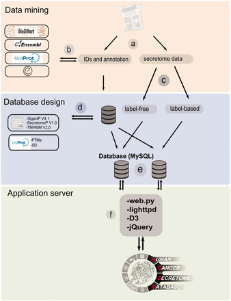  The workflow of HCSD design. ( a ) Appling the selection criteria, first all the cancer secretome data were collected and processed from literatures. ( b ) Then, I all the complementary annotation and cross references were obtainedfrom UniProt, Ensembl, bioDBnet and Entrez using thethe reported protein or gene IDs in the data tables. ( c ) Next, the secretory pathway features including signal peptide, transmembrane domains and nonclassic secretory proteins were predicted using CBS prediction servers ( 32–34 ). The secondary structures and PTMs information were retrieved from UniProt ( 35 ). ( d ) Based on the proteomics strategy used, the secretome data were divided into label-free and label-based studies. ( e ) The structured data tables used as input to MySQL to generate searchable data tables by end user ( http://www.mysql.com/ ). ( f ) For the web server lighttpd is used to query the database ( http://www.lighttpd.net/ ) and the web application and the interface were implemented using web.py ( www.webpy.org ), Javascript ( http://en.wikipedia.org/wiki/JavaScript ), jQuery ( http://jquery.com/ ) and D3 ( http://d3js.org/ ). 