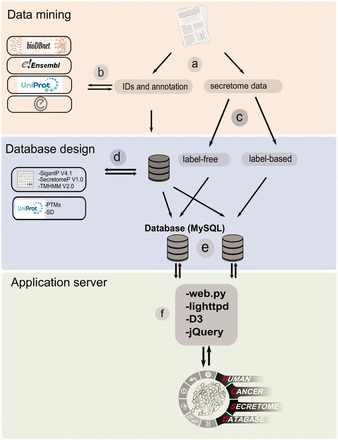 The workflow of HCSD design. ( a ) Appling the selection criteria, first all the cancer secretome data were collected and processed from literatures. ( b ) Then, I all the complementary annotation and cross references were obtainedfrom UniProt, Ensembl, bioDBnet and Entrez using thethe reported protein or gene IDs in the data tables. ( c ) Next, the secretory pathway features including signal peptide, transmembrane domains and nonclassic secretory proteins were predicted using CBS prediction servers ( 32–34 ). The secondary structures and PTMs information were retrieved from UniProt ( 35 ). ( d ) Based on the proteomics strategy used, the secretome data were divided into label-free and label-based studies. ( e ) The structured data tables used as input to MySQL to generate searchable data tables by end user ( http://www.mysql.com/ ). ( f ) For the web server lighttpd is used to query the database ( http://www.lighttpd.net/ ) and the web application and the interface were implemented using web.py ( www.webpy.org ), Javascript ( http://en.wikipedia.org/wiki/JavaScript ), jQuery ( http://jquery.com/ ) and D3 ( http://d3js.org/ ).