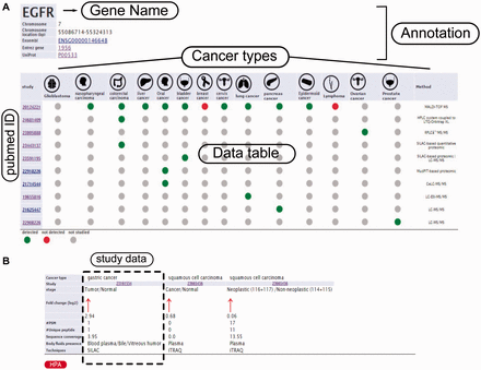Example from the result pages for label-free and label-based studies. In the result page, the first section ( a ) provides the annotations such as gene name, description, chromosomal location and cross references ID to the Ensembl ( http://www.ensembl.org/ ), Entrez ( http://www.ncbi.nlm.nih.gov/ ), and UniProt ( www.uniprot.org/ ). In case of label-free search, exploring all type of cancers will be visualized as a table with the cancer type icons in the header. The first column contains hyperlinked PubMed IDs. For each cancer type column, the protein of interest is detected (green spot), not detected (red spot) or not studied (grey spot). The last column specify the proteomics method used in the study. ( b ) In the case of label-based data, the result table header includes cancer types and the follow up information including the cancer stages, quantified fold change, number of the PSMs, number of the unique peptides, sequence coverage and body fluid presence will come as additional rows.