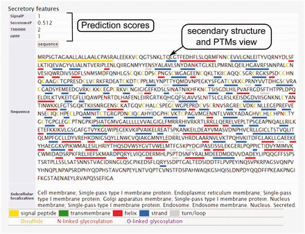  The secondary structure, secretory pathway features, subcellular localization and PTMs information. Querying both label-free and label-based studies, the second part of the result page is specified for the prediction scores of the secretory features and visualization of the PTMs and secondary structure information. The secretory features include scores of SingalP ( 33 ) (for signal peptide), TMHMM (for transmembrane domain) ( 32 ), SecretomeP ( 32 , 34 ) (for nonclassical secretion), and HPPP (for human plasma membrane proteins) ( 36 ). The last row of the table shows the subcellular localization data. The PTMs are color coded. The color code legend for PTMs and secondary structure information will appear below the table. 