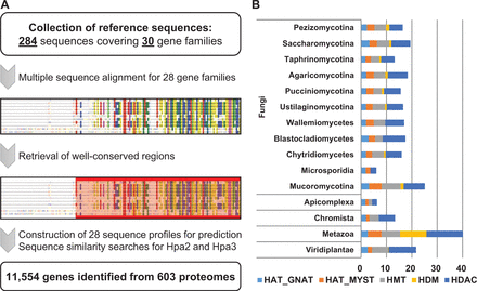  An identification pipeline and prediction summary of dbHiMo. A schematic flowchart of the dbHiMo pipeline and distribution of the predicted genes across the taxonomy. ( A ) In silico prediction pipeline consists of three steps: (i) collection of the reference sequences for each gene family, (ii) multiple sequence alignment and retrieval of well-conserved regions and (iii) construction of sequence profiles and searching on the proteomes. ( B ) The average numbers of genes belonging to the five main categories for a given taxonomy were summarized to show overview of the prediction results. 