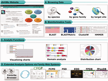 Web functionality available on dbHiMo website. ( A ) Web interface of dbHiMo supports browsing methods (i) by species (or genome), (ii) gene family or (iii) target site in histone. ( B ) Bioinformatics tools are available on the web; (i) sequence similarity searches (BLAST and BLASTMatrix), (ii) multiple sequence alignment (ClustalW) and (iii) prediction of sequence(s) provided by users. ( C ) Analytic functions are provided including (i) distribution chart/table of genes in a genome, (ii) distribution across the taxonomy for a given gene family, (iii) domain architecture analysis and (iv) distribution of genes from a sequence collection in Favorite Browser. (D) Sequence collections in Favorite Browser can be further analysed by the tools available at the CFGP 2.0 and other sister databases.