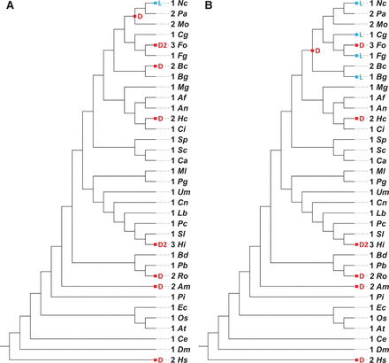  Duplications and losses calculated for a HAT enzyme, GCN5/PCAF. The reconciled tree of GCN5/PCAF sequences from 35 species covering fungi, Oomycetes, animals and plants was constructed. The numbers of gene duplication (D) and loss (L) events are condensed to the species tree and shown in the corresponding internal node. The number of genes and the species name are presented next to the leaf nodes. Species names are abbreviated as the following (ordered by appearance in the tree): Nc ( Neurospora crassa ), Pa ( Podospora anserina ), Mo ( Magnaporthe oryzae 70–15), Cg ( Colletotrichum graminicola M1.001), Fo ( Fusarium oxysporum f. sp. lycopersici ), Fg ( F. graminearum ), Bc ( Botrytis cinerea ), Bg ( Blumeria graminis f. sp. hordei DH14), Mg ( Mycosphaerella graminicola ), Af ( Aspergillus fumigatus Af293), An ( A. nidulans FGSC A4), Hc ( Histoplasma capsulatum H88), Ci ( Coccidioides immitis RS), Sp ( Schizosaccharomyces pombe 132), Sc ( Saccharomyces cerevisiae S288C), Ca ( Candida albicans SC5314), Ml ( Melampsora laricis-populina 98AG31), Pg ( Puccinia graminis f. sp. tritici ), Um ( Ustilago maydis 521), Cn ( Cryptococcus neoformans var. grubii H99), Lb ( Laccaria bicolor ), Pc ( Phanerochaete chrysosporium RP-78), Sl ( Serpula lacrymans S7.9), Hi ( Heterobasidion irregulare TC 32–1), Bd ( Batrachochytrium dendrobatidis JAM81), Pb ( Phycomyces blakesleeanus NRRL1555), Ro ( Rhizopus oryzae ), Am ( Allomyces macrogynus ), Pi ( Phytophthora infestans ), Ec ( Encephalitozoon cuniculi ), Os ( Oryza sativa ), At ( Arabidopsis thaliana ), Ce ( Caenorhabditis elegans ), Dm ( Drosophila melanogaster ) and Hs ( Homo sapiens ). 