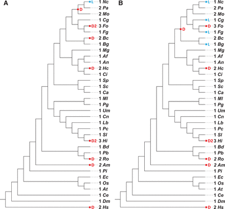 Duplications and losses calculated for a HAT enzyme, GCN5/PCAF. The reconciled tree of GCN5/PCAF sequences from 35 species covering fungi, Oomycetes, animals and plants was constructed. The numbers of gene duplication (D) and loss (L) events are condensed to the species tree and shown in the corresponding internal node. The number of genes and the species name are presented next to the leaf nodes. Species names are abbreviated as the following (ordered by appearance in the tree): Nc ( Neurospora crassa ), Pa ( Podospora anserina ), Mo ( Magnaporthe oryzae 70–15), Cg ( Colletotrichum graminicola M1.001), Fo ( Fusarium oxysporum f. sp. lycopersici ), Fg ( F. graminearum ), Bc ( Botrytis cinerea ), Bg ( Blumeria graminis f. sp. hordei DH14), Mg ( Mycosphaerella graminicola ), Af ( Aspergillus fumigatus Af293), An ( A. nidulans FGSC A4), Hc ( Histoplasma capsulatum H88), Ci ( Coccidioides immitis RS), Sp ( Schizosaccharomyces pombe 132), Sc ( Saccharomyces cerevisiae S288C), Ca ( Candida albicans SC5314), Ml ( Melampsora laricis-populina 98AG31), Pg ( Puccinia graminis f. sp. tritici ), Um ( Ustilago maydis 521), Cn ( Cryptococcus neoformans var. grubii H99), Lb ( Laccaria bicolor ), Pc ( Phanerochaete chrysosporium RP-78), Sl ( Serpula lacrymans S7.9), Hi ( Heterobasidion irregulare TC 32–1), Bd ( Batrachochytrium dendrobatidis JAM81), Pb ( Phycomyces blakesleeanus NRRL1555), Ro ( Rhizopus oryzae ), Am ( Allomyces macrogynus ), Pi ( Phytophthora infestans ), Ec ( Encephalitozoon cuniculi ), Os ( Oryza sativa ), At ( Arabidopsis thaliana ), Ce ( Caenorhabditis elegans ), Dm ( Drosophila melanogaster ) and Hs ( Homo sapiens ).