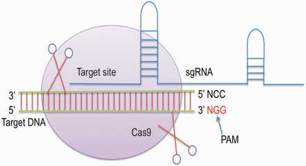 General mechanism of CRISPR/Cas genome editing.