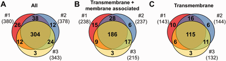  MS results of 3 independent red cell membrane samples. ( A ) These MS experiments were reproducible, as indicated by the high number (304) of proteins identified in three individual experiments. ( B, C ) Detection of the RBC transmembrane and membrane-associated proteins was also efficient. For methodological details see ‘Methods’ section. 