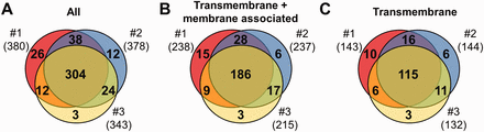 MS results of 3 independent red cell membrane samples. ( A ) These MS experiments were reproducible, as indicated by the high number (304) of proteins identified in three individual experiments. ( B, C ) Detection of the RBC transmembrane and membrane-associated proteins was also efficient. For methodological details see ‘Methods’ section.