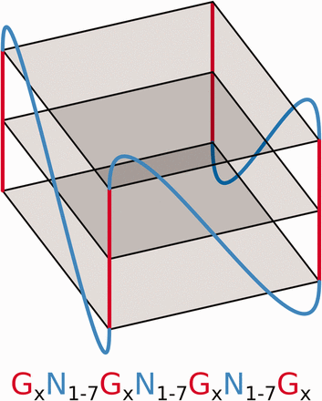 Schematic of an RNA G4 structure and the regular expression used to predict this motif where N refers to any base including guanine and × ≥3.