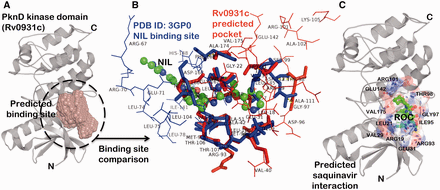  Example for predicted drug interactions using SInCRe. ( A ) A predicted binding site for PknD, a STPK, is depicted in the form of spacefill. ( B ) The alignment of predicted binding site from PknD (Rv0931c, in red) with the NIL binding site from Human Mitogen Activated Protein Kinase (PDB ID: 3GP0). The corresponding residues are highlighted in sticks, whereas unique residues with no correspondences are represented as wireframe. These distinguishing residues can be targeted to achieve the selectivity. ( C ) The best pose derived from computational docking depicting the interaction of saquinavir (ROC, shown as green ball and stick model) with the residues (represented as sticks) of the predicted binding site in PknD. 