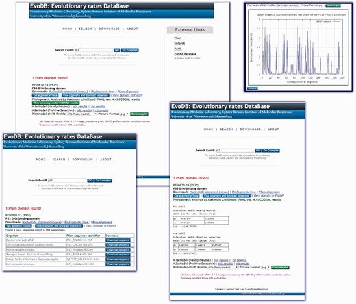 The EvoDB web interface allows for easy query and download of data. The database can be queried using PFAM-A domain identifiers and accession identifiers. The results shown here are for the tumor suppressor p53 domain. The CODEML ‘mlc’ and ‘rst’ analysis results for the M1a and M2ac models are provided and a summary of results is provided for viewing. Graphical plots of evolutionary rate profiles can also be viewed or downloaded in various picture file formats. EvoDB provides an interface for downloading the corresponding nucleotide sequences of PFAM protein domain families.