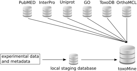 Layout of toxoMine setup and building process. All high-throughput experimental data and metadata is populated in the local PostgreSQL database for staging purposes. Subsequently, organized data is integrated into toxoMine along with data from third-party databases.