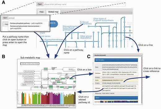  Summary of Atlas map viewer functions. ( A ) The main view of Atlas with control panel comprises a pathway input box for selecting specific sub metabolic map to be opened. The pathway input box provides an autocompleting search by pathway names. Atlas starts with a global metabolic pathway map by default. ( B ) Sub metabolic map with data overlaid and bar plot representing the number of genes that are present in this pathway map for each cell type can be opened by the control panel, clicking on pathway name in every map and clicking on pathway id in the information window. ( C ) The information window represents information of reactions from the KEGG database and provides link to external databases for further information. 