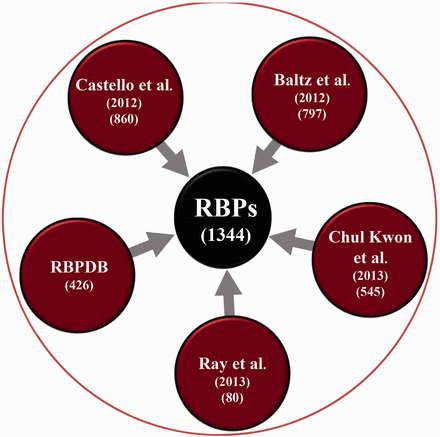 Schematic showing the number of RBPs collected from various experimental studies.