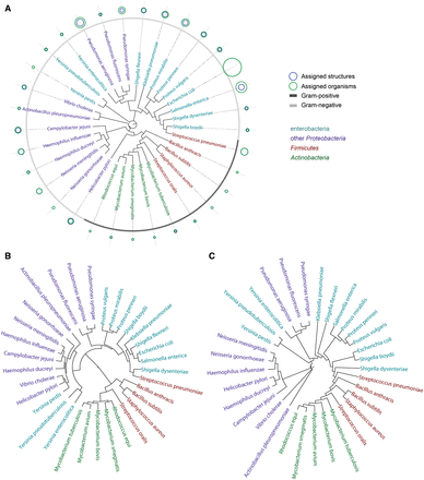 Circular phenetic trees based on dimers (containing monosaccharides, aliases, aglycons, monovalent residues) present in compounds from bacterial species most populated in BCSDB. Firmicutes are shown in red, Actinobacteria in green, Enterobacteria in cyan and other Proteobacteria in violet. Three dendrograms correspond to different clustering methods: NJ ( A ), Ward’s minimal variance ( B ) and balanced minimum evolution ( C ). Blue and green circles in (A) depict the normalized number of structures and organisms assigned to each species, correspondingly. When a blue circle is invisible, it is the same size as a green one. Gray color code in the outer rim (A) reflects the Gram-reaction. The underlying numbers and trees are available in Supplementary materials .
