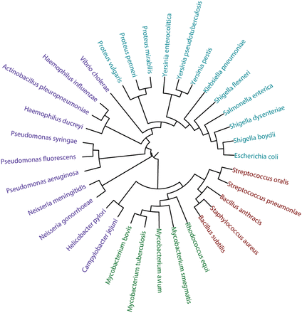 Phylogenetic tree based on small ribosomal subunit rRNA sequences. Firmicutes are shown in red, Actinobacteria in green, Enterobacteria in cyan and other Proteobacteria in violet. The underlying data are available in the Supplementary materials .