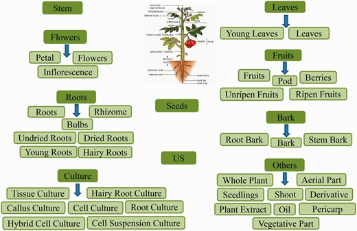 Classification schema followed to categorize the plant part source in Phytochemica. A total of 10 broad classes are obtained which further subcategorized. The PDM entry was classified as US (Unspecified) when no specific plant part, from which it was extracted, was reported.