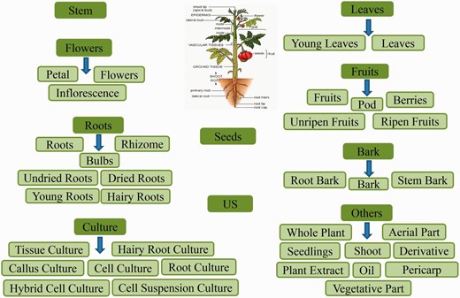 Classification schema followed to categorize the plant part source in Phytochemica. A total of 10 broad classes are obtained which further subcategorized. The PDM entry was classified as US (Unspecified) when no specific plant part, from which it was extracted, was reported.
