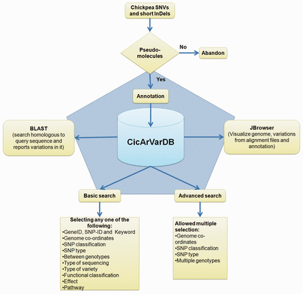 Schematic outline of CicArVarDB.