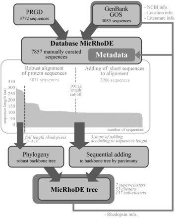 Flowchart of data in the MicRhoDE database. Arrows indicate sequence and metadata flows.