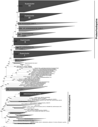 Phylogenetic relationships between the microbial rhodopsins stored in the MicRhoDe database. Numbers at the nodes are bootstrap values obtained by maximum parsimony. Numbers in clusters indicate the number of affiliated sequences.