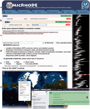  Screenshots of the MicRhoDE web interface showing the main content panel ( a ), the search ( b ) and ( c ) forms, the metadata ( d ) and output ( e ) options, a view of the map output option ( f ), the Galaxy instance for phylogenetic analysis ( g ) and an example of phylogenetic tree output ( h ). 