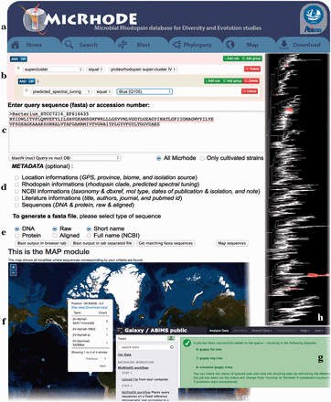 Screenshots of the MicRhoDE web interface showing the main content panel ( a ), the search ( b ) and ( c ) forms, the metadata ( d ) and output ( e ) options, a view of the map output option ( f ), the Galaxy instance for phylogenetic analysis ( g ) and an example of phylogenetic tree output ( h ).