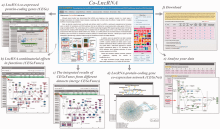 Six main modules of Co-LncRNA. ( a ) The ‘CEGs’ module provides the co-expressed associations between the lncRNA and protein-coding genes. ( b ) The ‘CEGsFuncs’ module provides the combinatorial effects of the lncRNAs in the GO annotations and KEGG pathways. ( c ) The ‘merge CEGsFuncs’ module provides the integrated results for the combinatorial effects of lncRNAs in multiple datasets. ( d ) In the ‘CEGsNet’ module, the relevant networks that were built with lncRNAs and CEGs can be visualized. ( e ) In the ‘Analyse your data’ module, the users can submit their own matched lncRNA and protein-coding gene expression profiles to investigate the combinatorial effects among the lncRNAs. ( f ) All of the internal lncRNA and protein-coding gene expression data and the lncRNA-CEG pairs can be downloaded in the ‘Download’ module for further analyses.