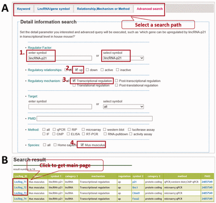  Querying LncReg database. ( A ) LncReg provides four searching tabs to users. To query the genes transcriptional upregulated by lincRNA-p21 in house mouse, users can set parameters in four steps as shown in figure. ( B ) The display page of a representative query. 