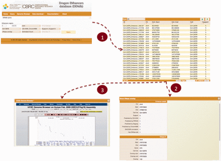 Snapshot of DENdb. An example of querying enhancers that overlap with DHS regions. Queried enhancers are from GM12878 cell-line and from chromosome 4. The query example specifies enhancers having support of 4 or 5 only and being predicted by CSI-ANN and ENCODE ChromHMM. After step 1, results appear in a tabular format. Step 2 shows exploring details of a specific enhancer. Step 3 shows visualizing enhancers in current page in genome browser.