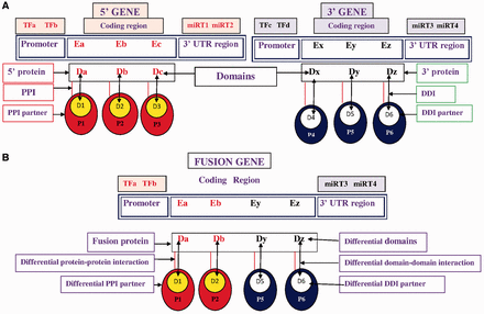  Pictorial representation of TFs, miRNA target, differential domains, DDIs and PPIs in FG. ( A ) Wild-type 5′ gene and 3′ gene with their TFs, miRNAs, domains, DDIs and PPIs. ( B ) FG associates with a different set of (i) TFs, i.e. TFa and TFb; (ii) miRNA targets (miRT) at 3′-UTR region, i.e. miRT3 and miRT4; (iii) domains denoted by Da, Db, Dy and Dz; (iv) DDIs denoted as Da-D1, Db-D2, Dy-D5 and Dz-D6; and (v) DDI-mediated PPI partners, i.e. P1, P2, P5 and P6. 