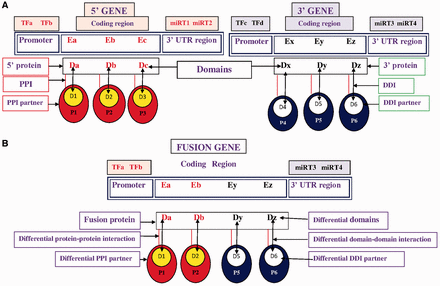 Pictorial representation of TFs, miRNA target, differential domains, DDIs and PPIs in FG. ( A ) Wild-type 5′ gene and 3′ gene with their TFs, miRNAs, domains, DDIs and PPIs. ( B ) FG associates with a different set of (i) TFs, i.e. TFa and TFb; (ii) miRNA targets (miRT) at 3′-UTR region, i.e. miRT3 and miRT4; (iii) domains denoted by Da, Db, Dy and Dz; (iv) DDIs denoted as Da-D1, Db-D2, Dy-D5 and Dz-D6; and (v) DDI-mediated PPI partners, i.e. P1, P2, P5 and P6.