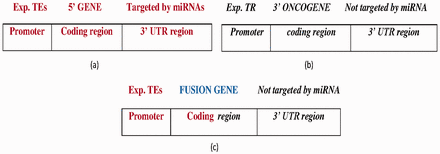  ( a ) The wild-type 5′ gene is activated by experimentally reported transcription enhancers (Exp.TEs) at the promoter region and with experimentally reported targeted miRNAs at the 3′ UTR region. ( b ) The wild-type 3′ oncogene inhibited by experimentally reported transcription repressor (Exp. TR) at the promoter region and not targeted by miRNA at the 3′-UTR region. ( c ) The FG composed of 5′ gene transcribed by TEs at the promoter region, and coding region forms from the fusion of the 5′ gene and 3′ oncogene which is not targeted by miRNA at the 3′-UTR region. Bold-faced and italic fonts denote the wild-type 5′ gene and 3′ gene, respectively. 
