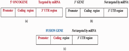  ( a ) The wild-type 5′ oncogene targeted by experimentally reported miRNAs at the 3′-UTR region. ( b ) The wild-type 3′ gene not targeted by any miRNA. ( c ) The FG with a 5′ oncogene promoter, coding region fragment forms from the fusion of the 5′ oncogene and 3′ gene, where the 3′ gene is not targeted by any miRNA. Bold-faced and italic fonts denote the wild-type 5′ gene and 3′ gene, respectively. 