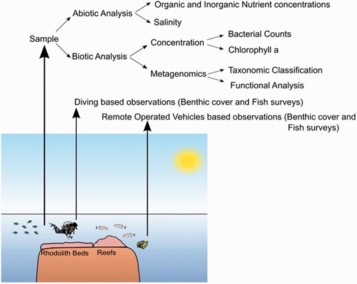 Research routine example of a multidisciplinary research group. Divers collect samples during scientific expeditions. These samples are analysed both for biotic and abiotic measurements. Divers and remote operating vehicles (ROVs) record observations (notes, photo or video).