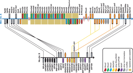 Rhox expansion in mouse compared to human. Figure is not to scale. See figure for a guide to colours, Figure 1 for a guide to symbols and Figure 1 legend for notes on naming. Note the considerable expansion of the Rhox genes in mouse. The human genome has three RHOX genes (two of which— RHOXF2 and RHOXF2B —are closely related near-identical duplicates) that share best similarity, amongst the Rhox genes, with Rhox10-14 ( RHOXF1 ) and Rhox6, -8 and -9 ( RHOXF2 and RHOXF2B ). The main expansion of the mouse cluster comes from the tandem duplication of an Rhox2–Rhox3–Rhox4 cassette of which at least nine copies (not all complete) are present. In all likelihood there are more copies of the cassette, or at least more copies of individual Rhox genes, as there are five genome assembly gaps in this cluster. Also note the inversion of the NKAP–AKAP14–NDUFA1–RNF113A cassette between human and mouse and the tandem duplication of part of the UPF3B gene in human, creating the four UPF3B pseudogenes shown here. This region of the genome has clearly been subject to considerable rearrangements throughout evolution. 