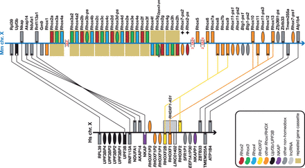 Rhox expansion in mouse compared to human. Figure is not to scale. See figure for a guide to colours, Figure 1 for a guide to symbols and Figure 1 legend for notes on naming. Note the considerable expansion of the Rhox genes in mouse. The human genome has three RHOX genes (two of which— RHOXF2 and RHOXF2B —are closely related near-identical duplicates) that share best similarity, amongst the Rhox genes, with Rhox10-14 ( RHOXF1 ) and Rhox6, -8 and -9 ( RHOXF2 and RHOXF2B ). The main expansion of the mouse cluster comes from the tandem duplication of an Rhox2–Rhox3–Rhox4 cassette of which at least nine copies (not all complete) are present. In all likelihood there are more copies of the cassette, or at least more copies of individual Rhox genes, as there are five genome assembly gaps in this cluster. Also note the inversion of the NKAP–AKAP14–NDUFA1–RNF113A cassette between human and mouse and the tandem duplication of part of the UPF3B gene in human, creating the four UPF3B pseudogenes shown here. This region of the genome has clearly been subject to considerable rearrangements throughout evolution.