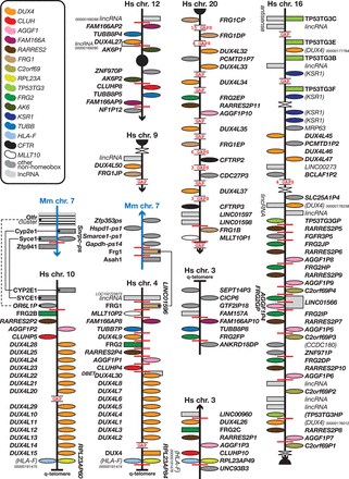  The human-specific DUX4 clusters. Figure is not to scale. See figure for a guide to colours, Figure 1 for a guide to symbols and Figure 1 legend for notes on naming. The two DUX4 clusters found at the q-telomeres of human chromosomes 4 and 10 have no equivalent in mouse. Both regions are flanked by synteny or paralogy breakpoints. The chromosome 4 cluster, with the two, unrelated, FRG genes, is most likely the ancestral cluster, which duplicated and rearranged to form the chromosome 10 cluster with one FRG gene and the other FRG copy on chromosome 20. Another copy of the FRG2 section, without the distal DUX4L duplications, is present on chromosome 3. There are many more copies of FRG1 , FRG2 , TUBBB , FAM166A and the other genes from the chromosome 4 cluster in other regions of the genome, some of which are shown here; almost all duplicates can be found in subtelomeric and pericentromeric regions and where it relates to the genes on chromosome 4, those duplicates are subsets of the chromosome 4 arrangement. 